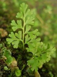 Anogramma leptophylla. Glabrous, yellow-green frond on mature plant.
 Image: L.R. Perrie © Leon Perrie CC BY-NC 3.0 NZ